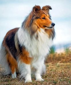 Sheltie Dog Paint By Numbers