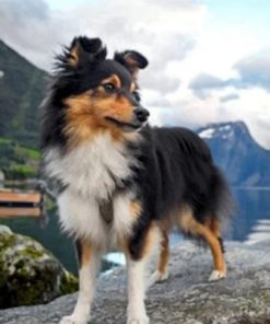 Sheltie Puppy Fun Paint By Numbers