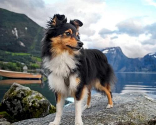 Finalizing Adorable Sheltie Puppies Artwork