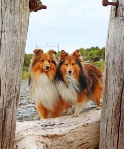 Sheltie Puppies Paint By Numbers