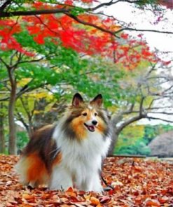 Sheltie Puppies in Fall Paint By Numbers