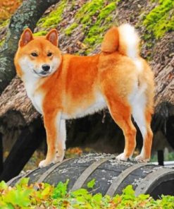 Shiba Inu Puppy Paint By Numbers