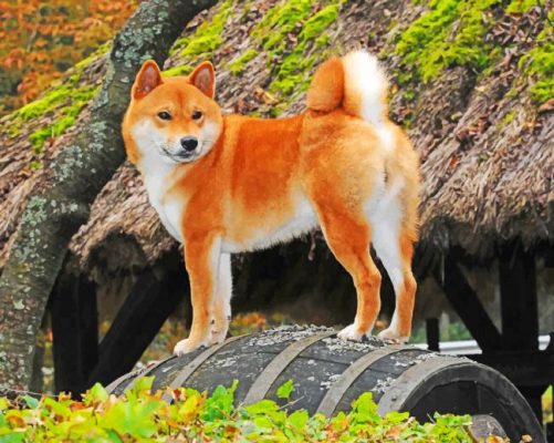 Finalizing the Shiba Inu artwork