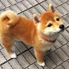 Shiba Inu Puppy Paint By Numbers