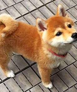 Shiba Inu Puppy Paint By Numbers