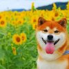 Shiba Inu Puppies Sunflower Paint By Numbers