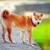 Shiba Inu Dog Paint By Numbers