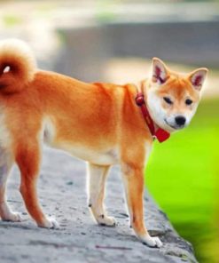 Shiba Inu Dog Paint By Numbers