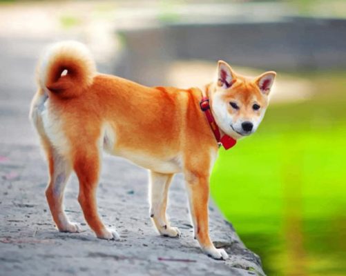 Finalizing Shiba Inu Painting