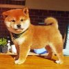 Shiba Inu Dog Paint By Numbers