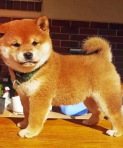Shiba Inu Dog Paint By Numbers