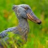 Grey Shoebill Bird Paint By Numbers