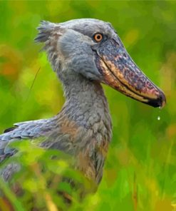 Grey Shoebill Bird Paint By Numbers