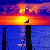 Purple Sunset Pigeon Silhouette Paint By Numbers