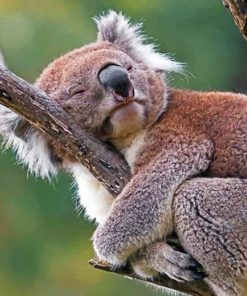 Sleepy Koala Nature Paint By Numbers