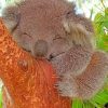 Sleepy Koala Nature Paint By Numbers