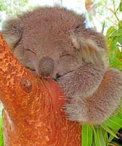 Sleepy Koala Nature Paint By Numbers