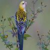 Small Parrot Birds Paint By Numbers