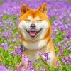 Shiba Inu Puppy Paint By Numbers