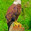 Spectacular Bald Eagle Paint By Numbers