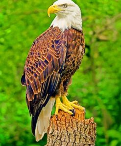 Spectacular Bald Eagle Paint By Numbers