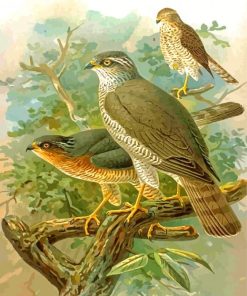 Sparrowhawk Bird Art Paint By Numbers
