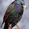 Starling Art Paint By Numbers