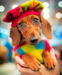 Stylish Dachshund Dog Paint By Numbers