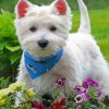 Stylish Westie Paint By Numbers