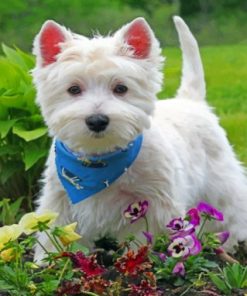 Stylish Westie Paint By Numbers