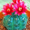 Colorful Cactus Succulents Paint By Numbers