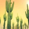 Sunny Day Cactus Desert Paint By Numbers