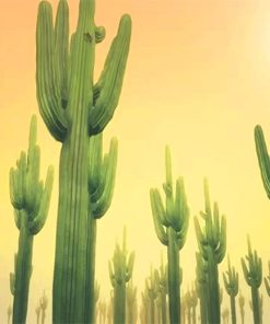 Sunny Day Cactus Desert Paint By Numbers