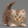 Persian Tabby Kitten Paint By Numbers
