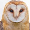 Tawny Owl Bird Paint By Numbers