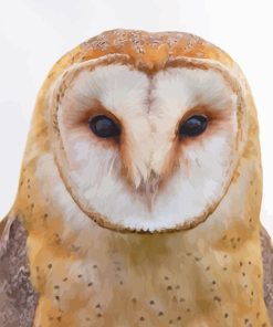 Tawny Owl Bird Paint By Numbers
