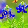 Bluebonnet Flowers Paint By Numbers