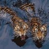 Tigers in Water Animal Scene Paint By Numbers