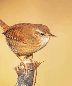 Troglodytes Wren Bird Paint By Numbers