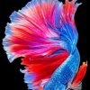 Tropical Betta Fish Art Paint By Numbers