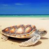 Beach Turtle Paint By Numbers