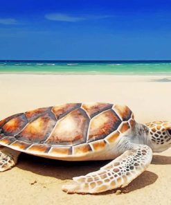 Beach Turtle Paint By Numbers