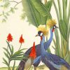 Black Crowned Crane Birds Paint By Numbers