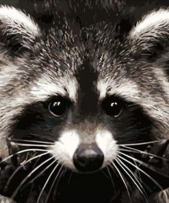 Raccoons of Costa Rica Paint By Numbers
