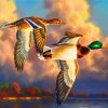 Majestic Waterfowl Birds Paint By Numbers