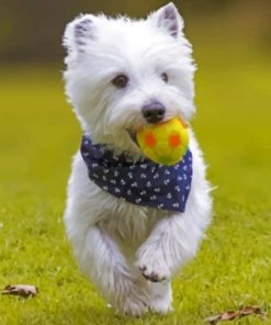 Westie Dog Fun Paint By Numbers