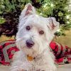 Westie Dog Paint By Numbers