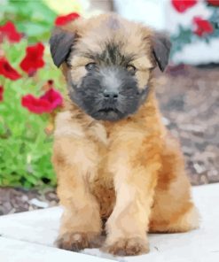 Wheaten Terrier Dog Art Paint By Numbers