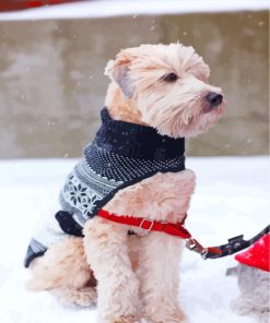 Charming Wheaten Terrier Paint By Numbers