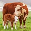 Brown and White Calves Paint By Numbers
